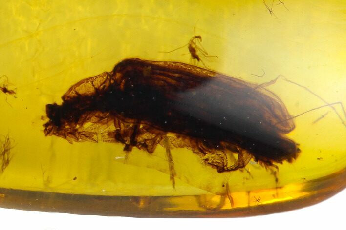 mm Fossil Beetle (Rhysodidae) In Amber - Myanmar #122070